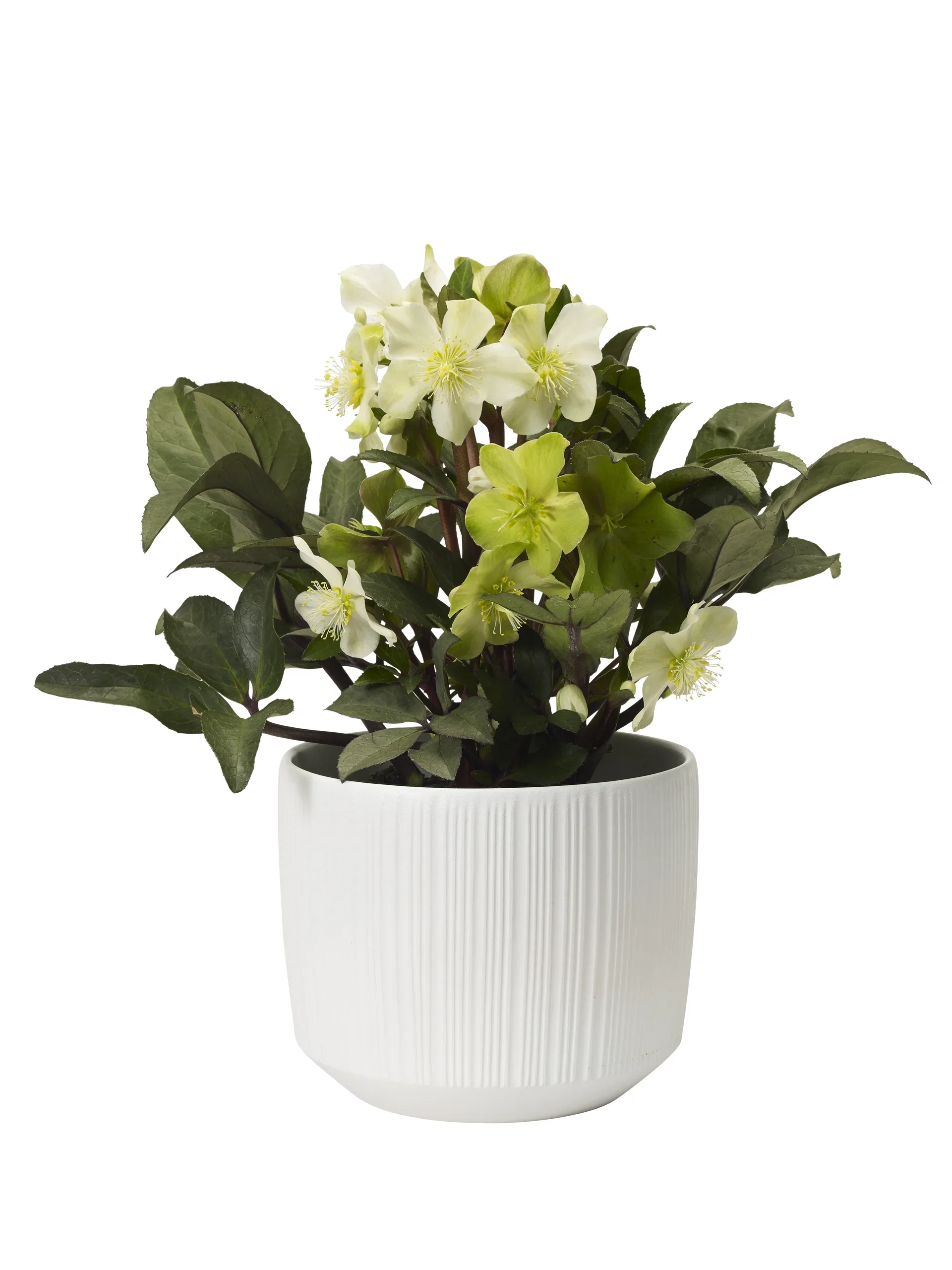 Julros BEAUTY PRINCESS