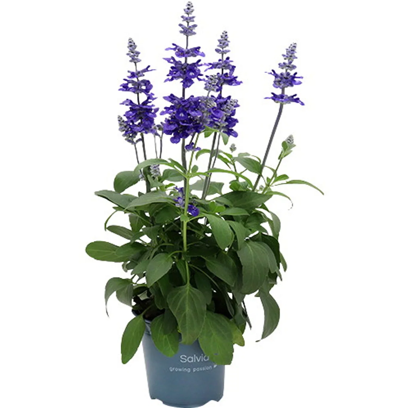Daggsalvia