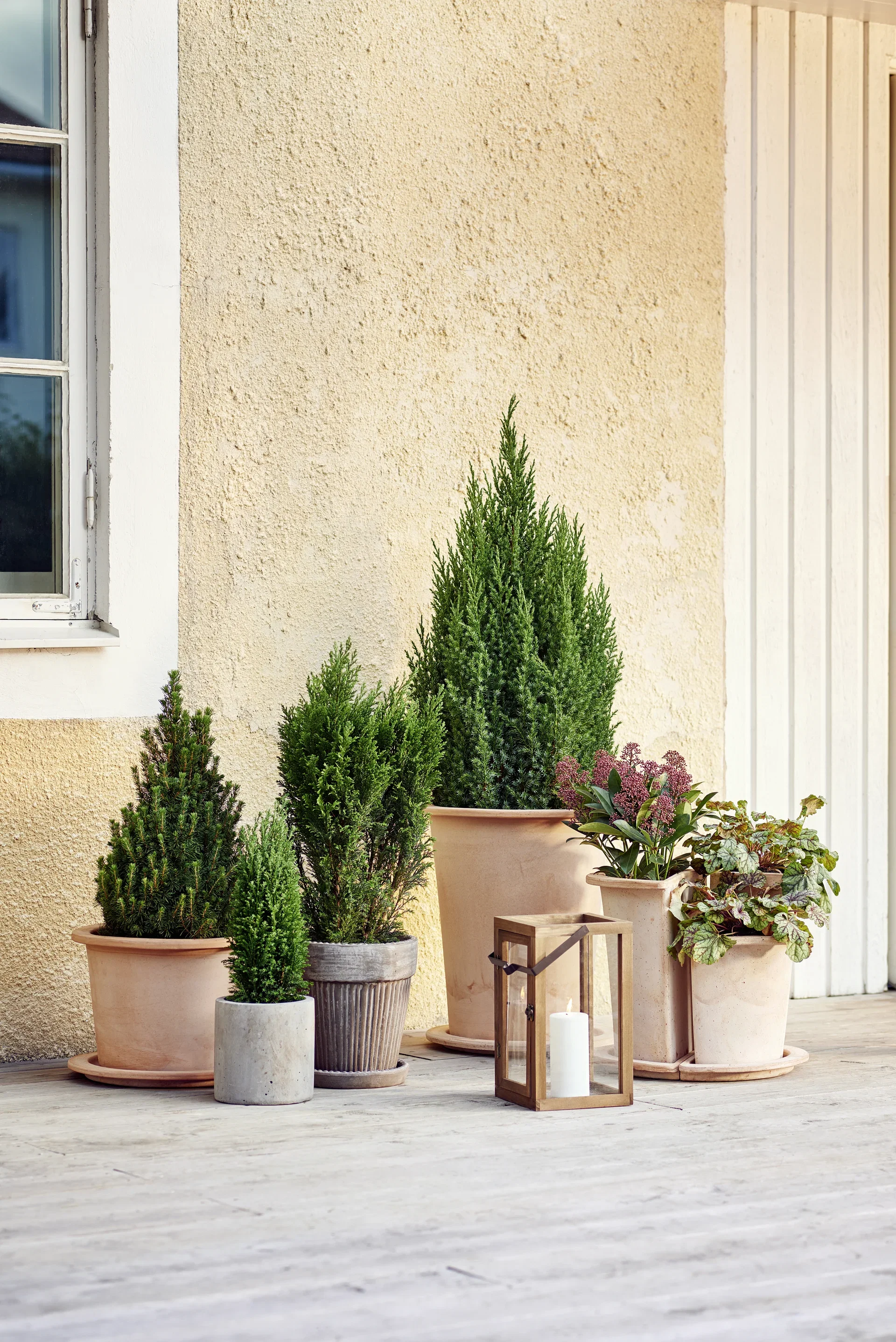 Kinesisk en 'Stricta'