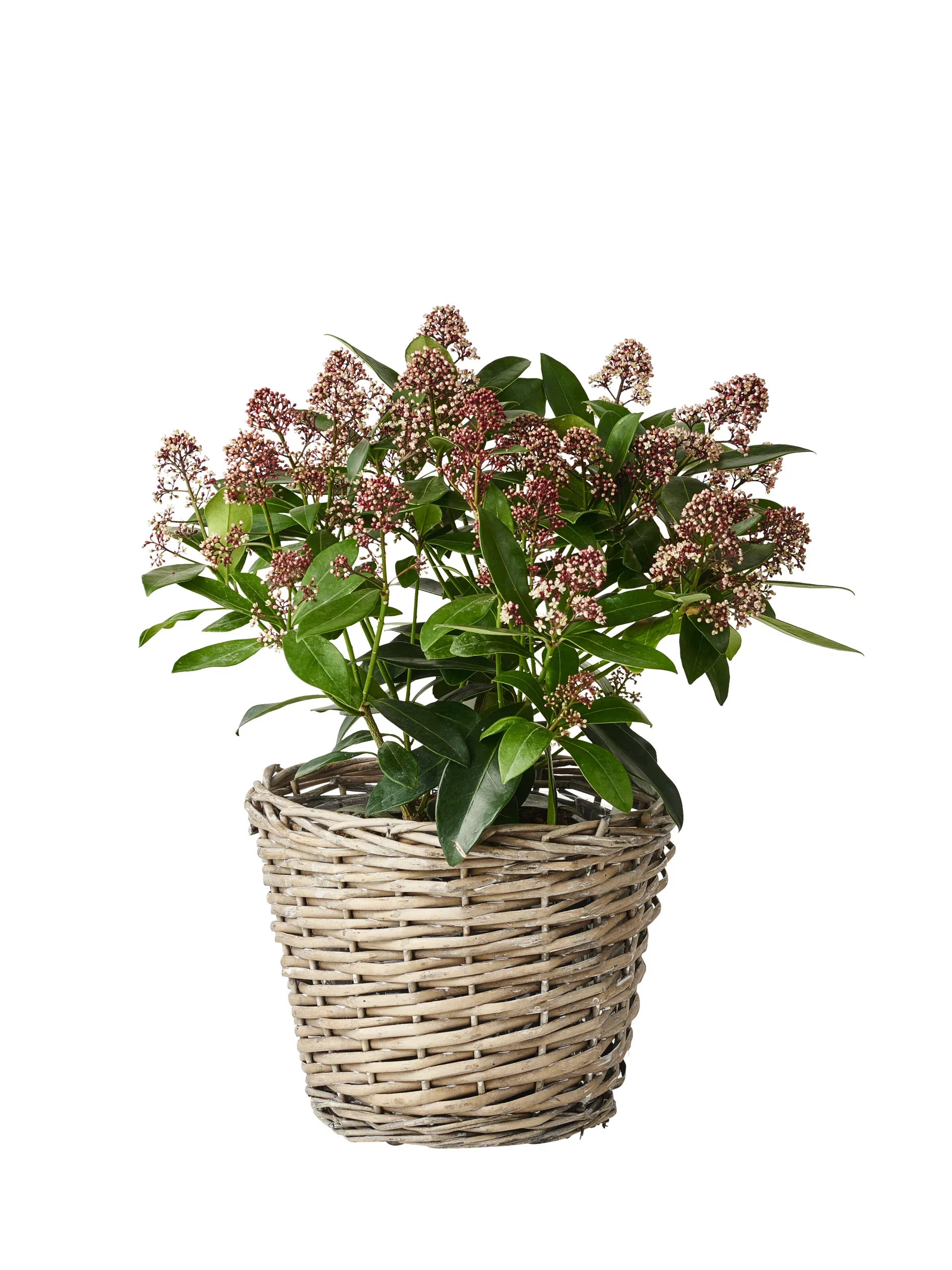 Vinterbär 'Rubella'