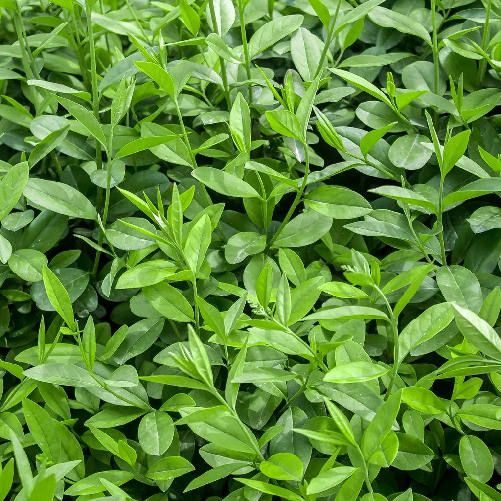 Vinterliguster 'Atrovirens'