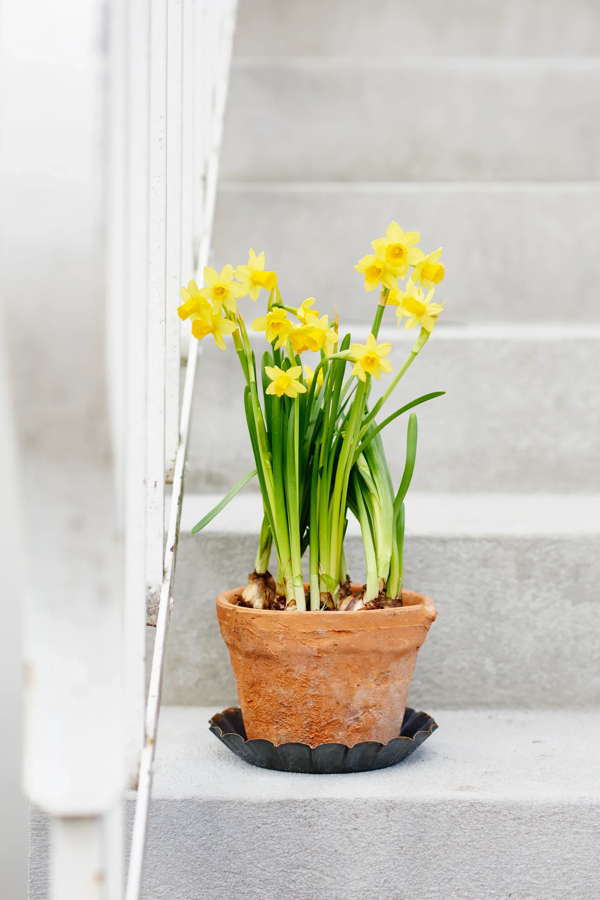 Minipåsklilja 'Tête-à-Tête'