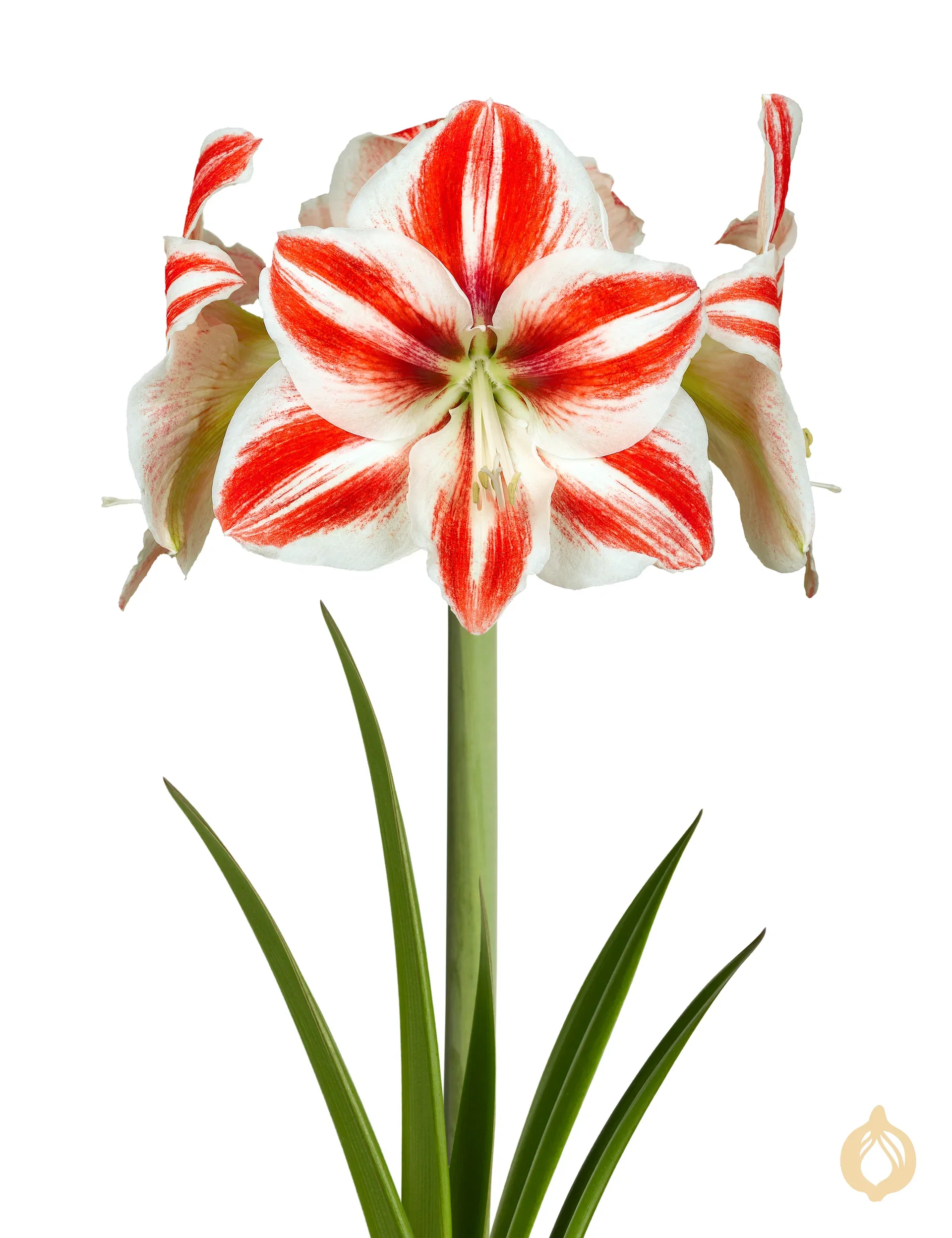 Amaryllis 'Ambiance' 2-stänglad