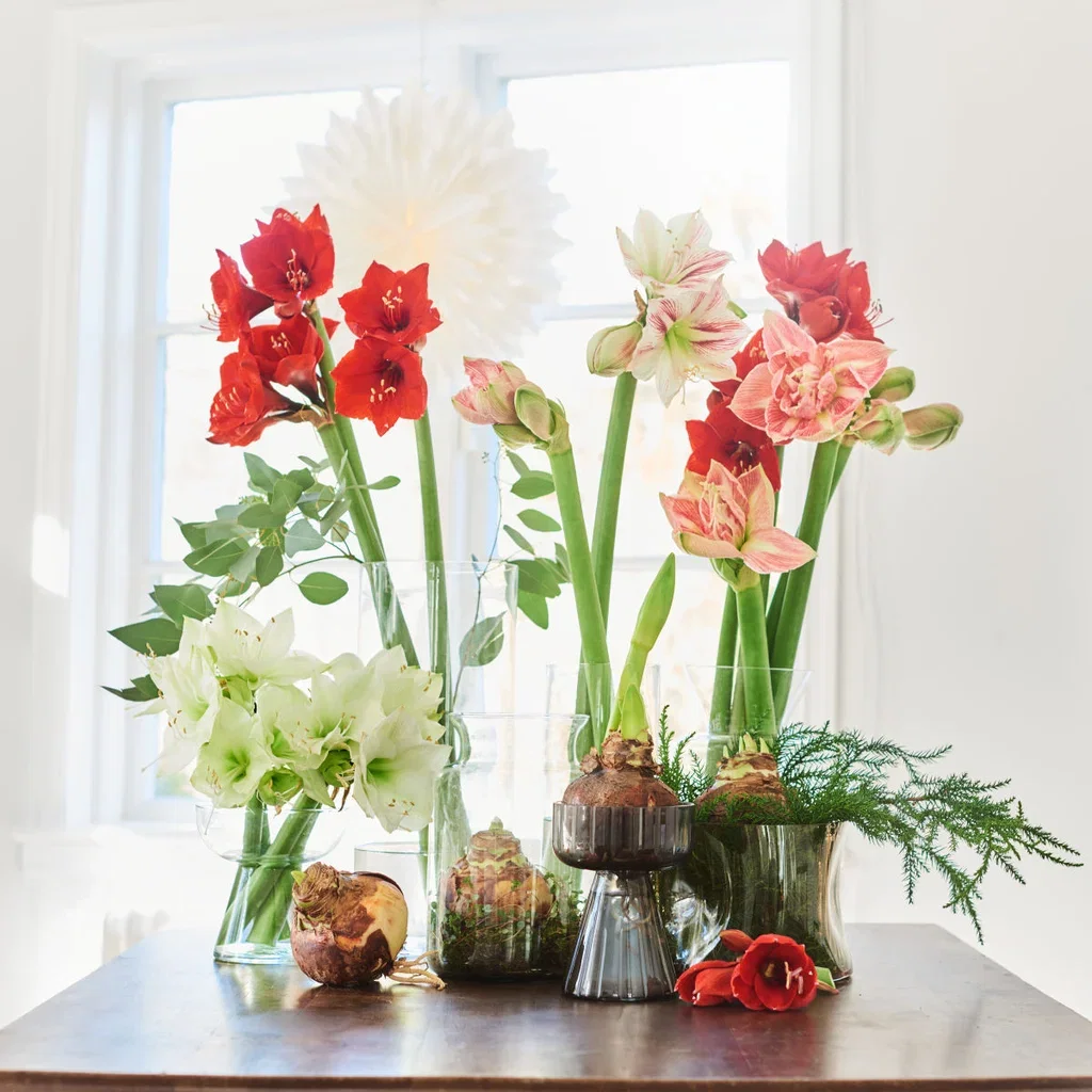 Amaryllis 'Ambiance' 2-stänglad