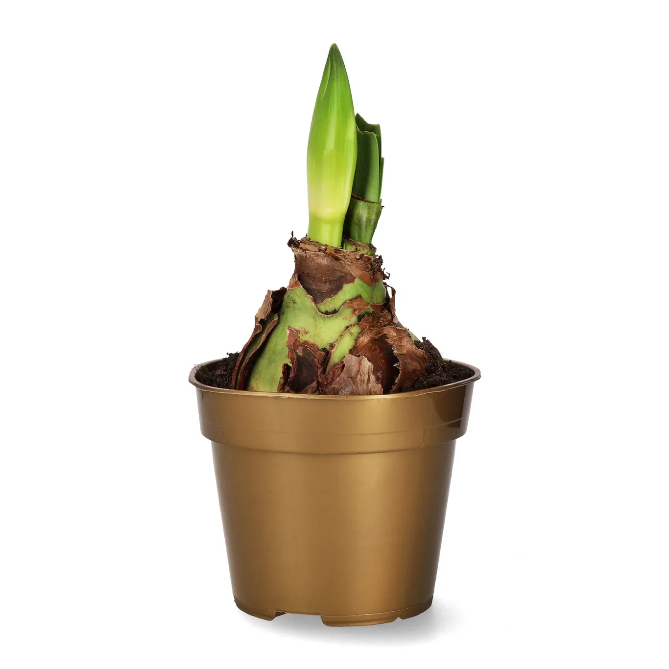 Amaryllis 'Ambiance' 2-stänglad