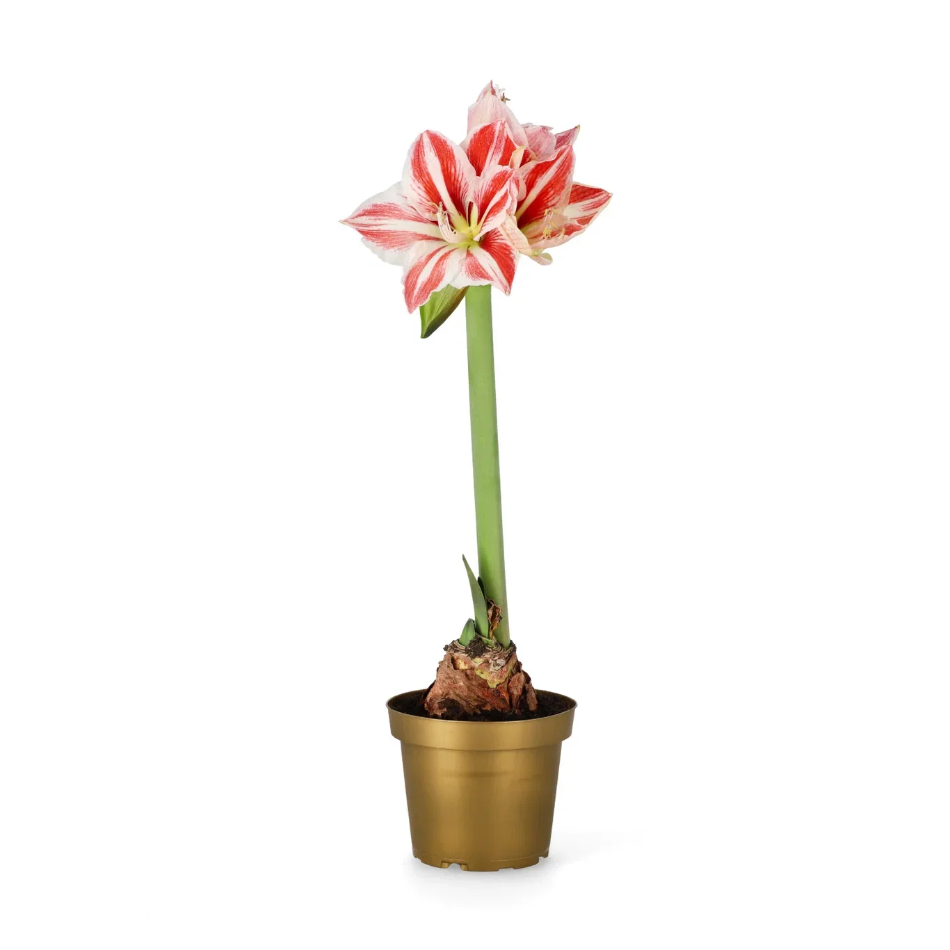 Amaryllis 'Ambiance' 2-stänglad