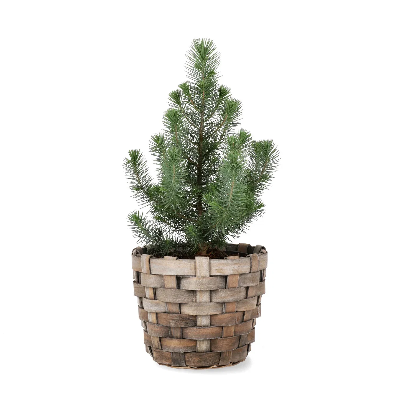 Pinje 'Silver Crest'