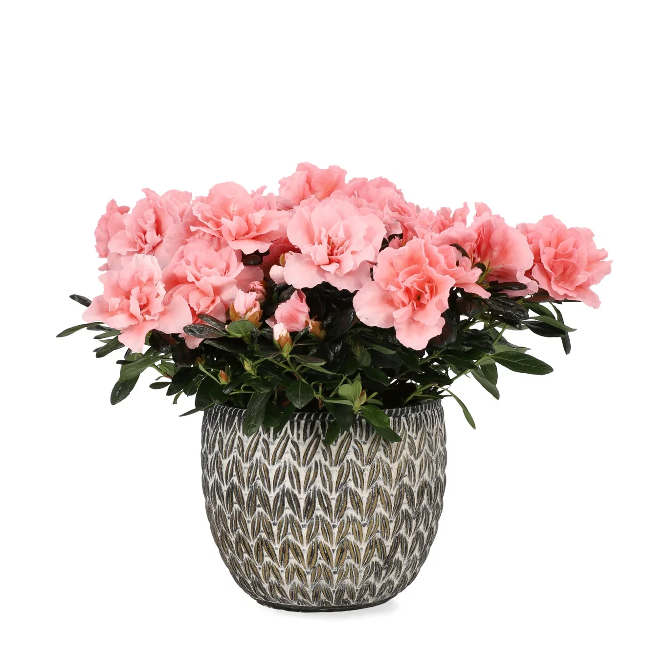 Azalea 'Christine Matton'