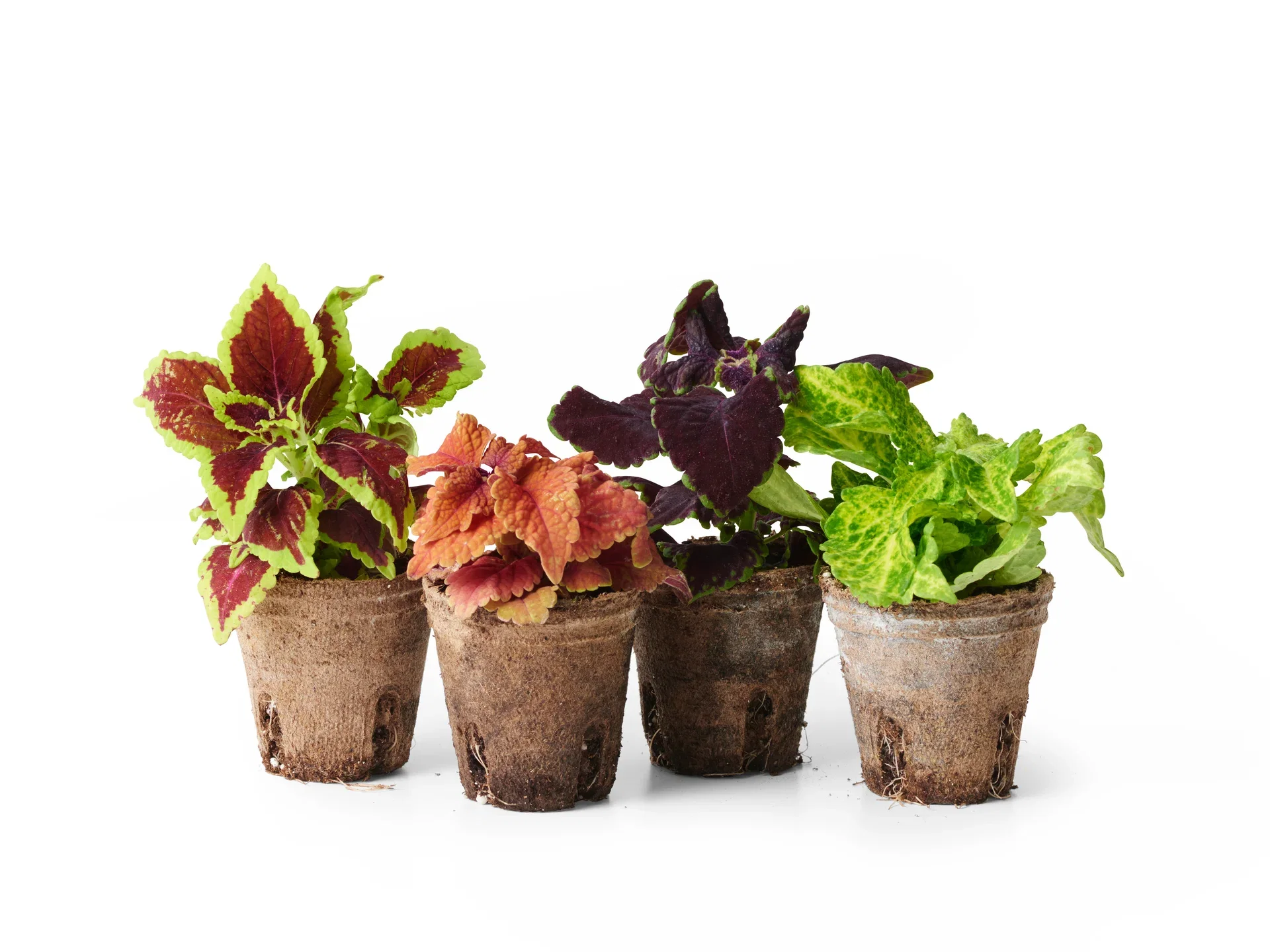 Palettblad stickling Mix