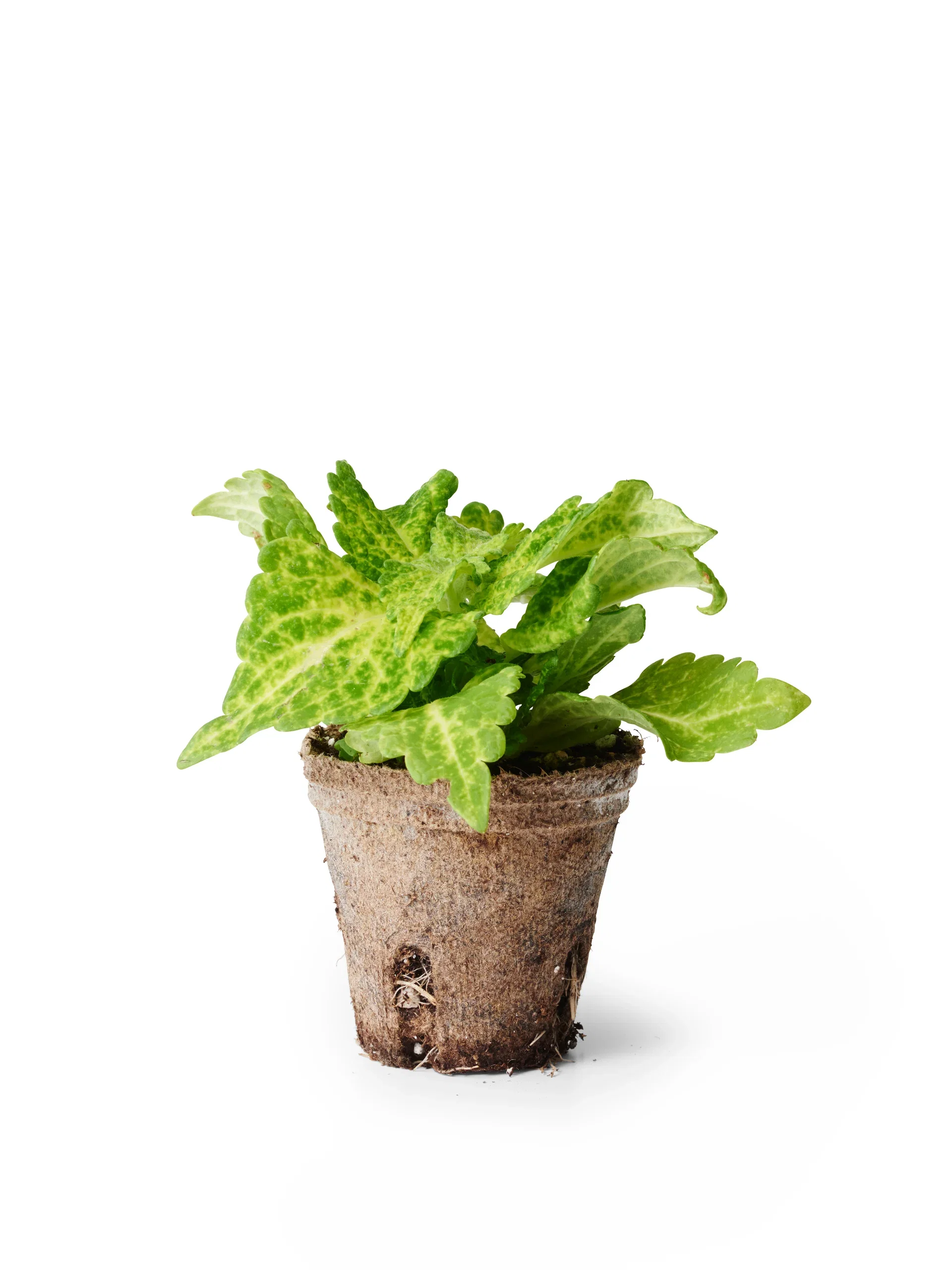 Palettblad stickling Mix