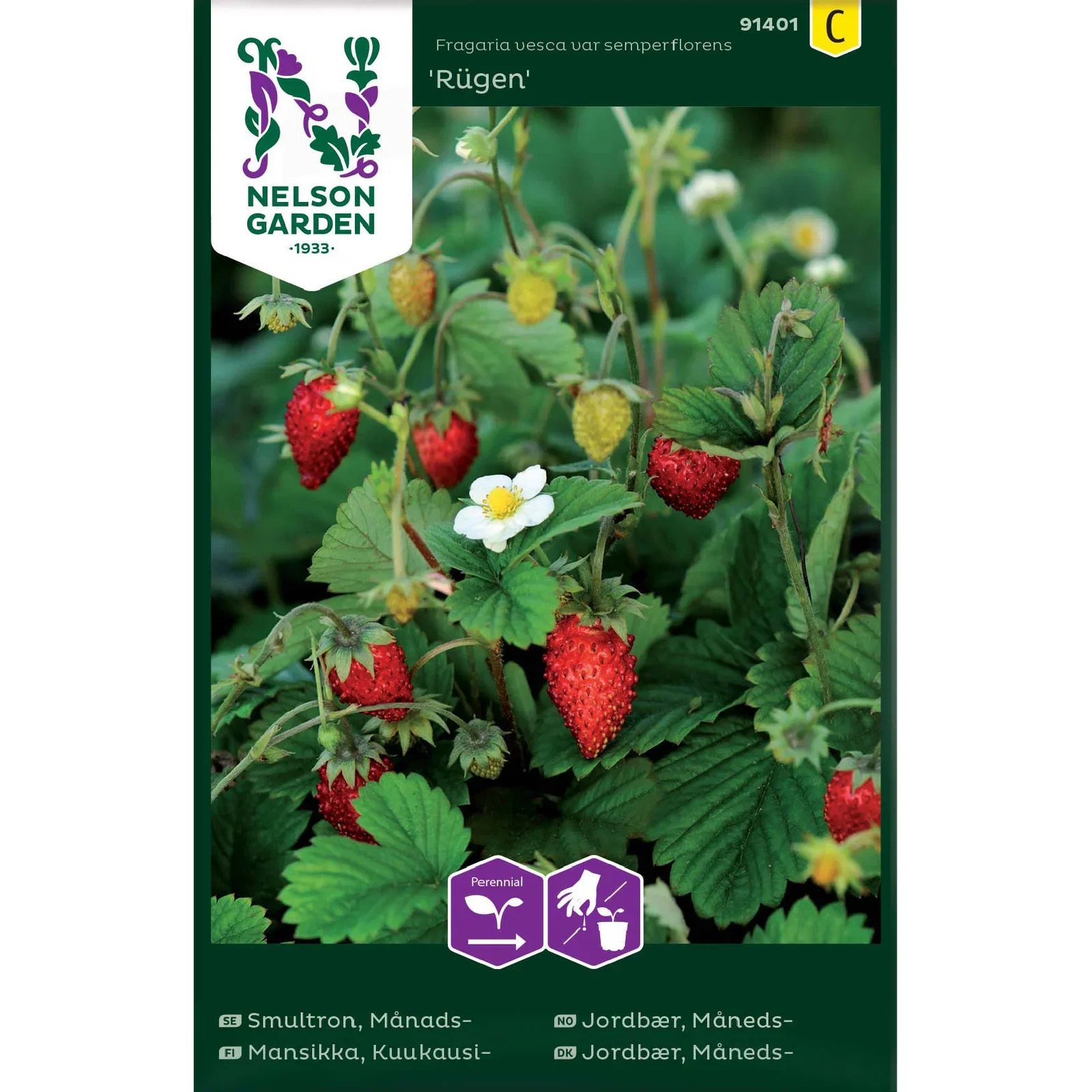 Månadssmultron 'Rügen'