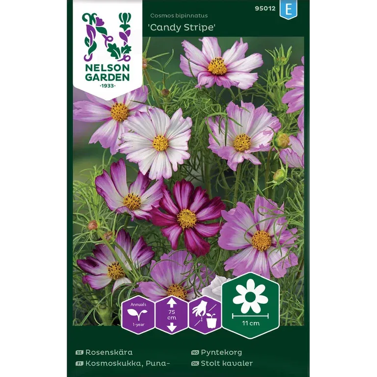 Rosenskära 'Candy Stripe'