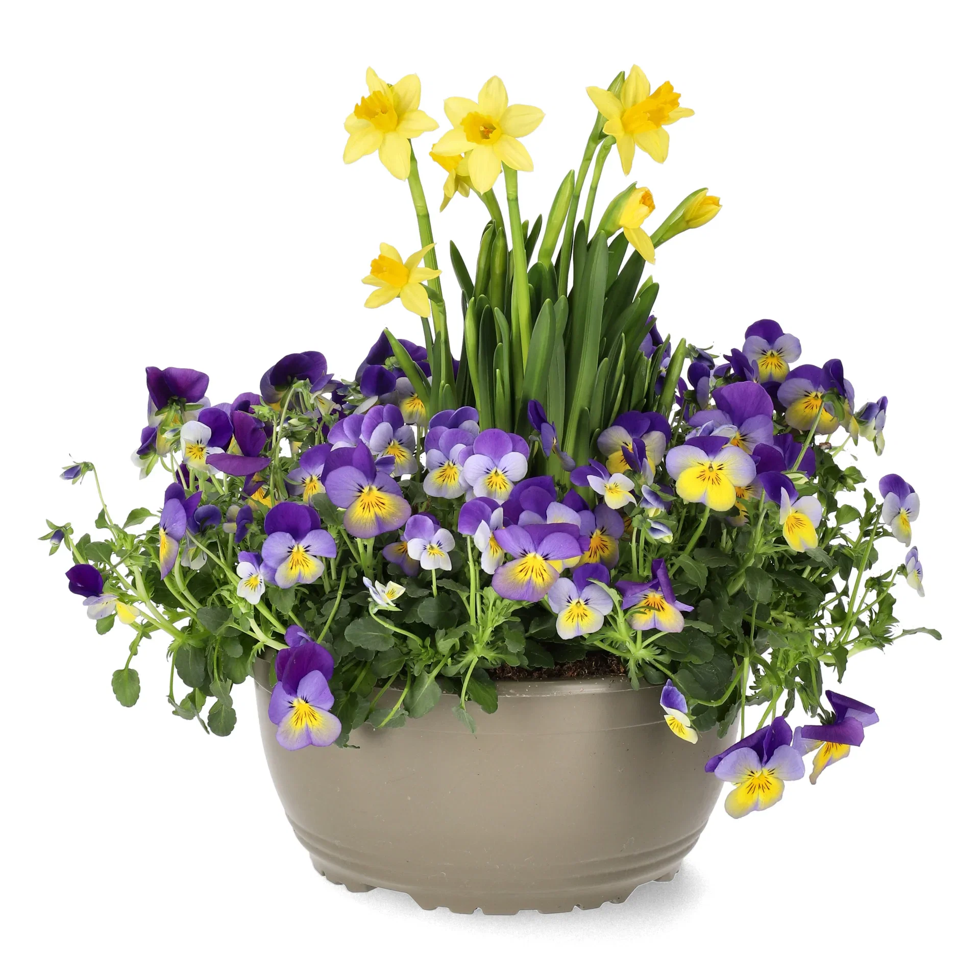 Pensé och påsklilja i skål