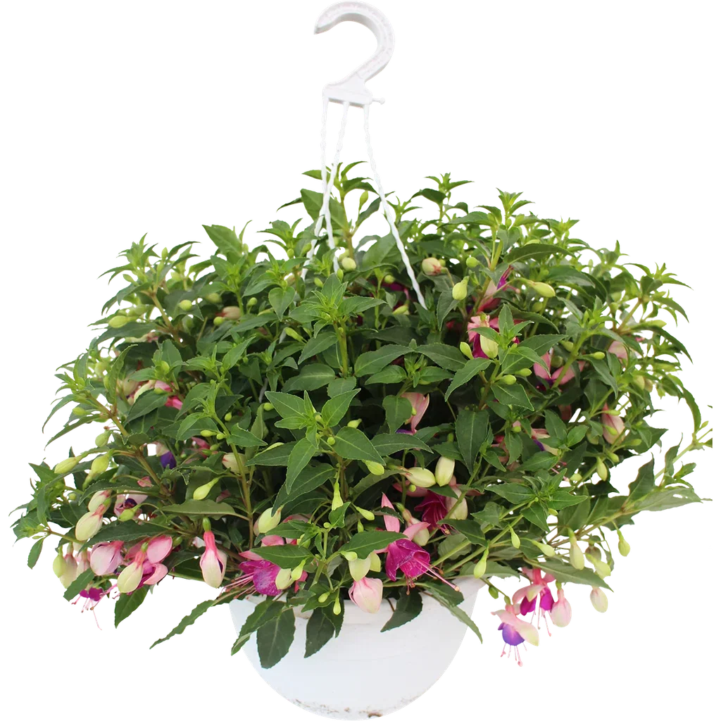Fuchsia i ampel