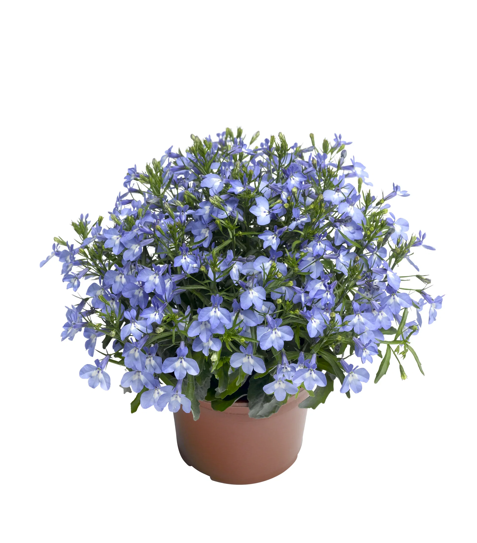 Hängobelia 'Dark Blue'