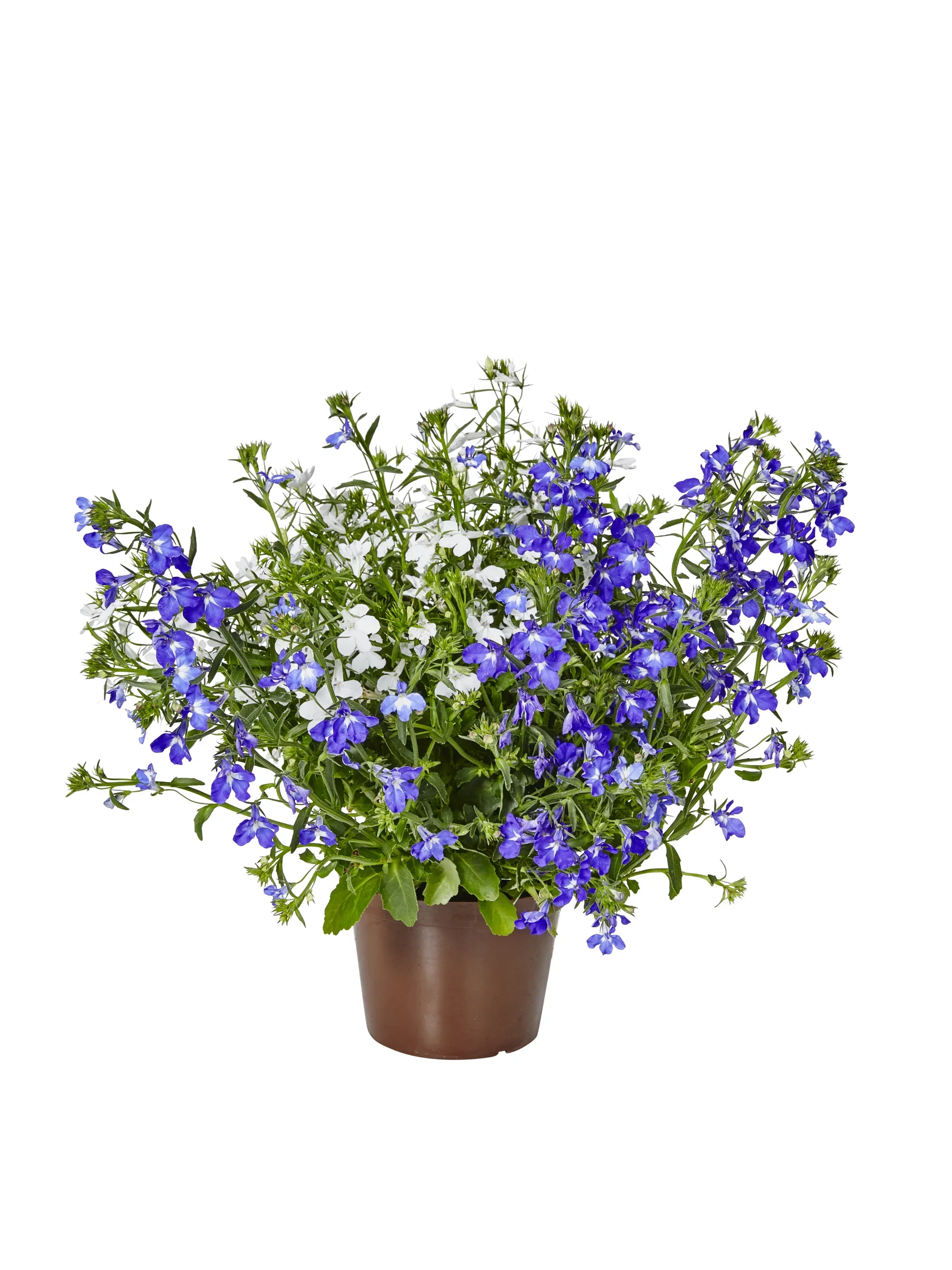 Hänglobelia