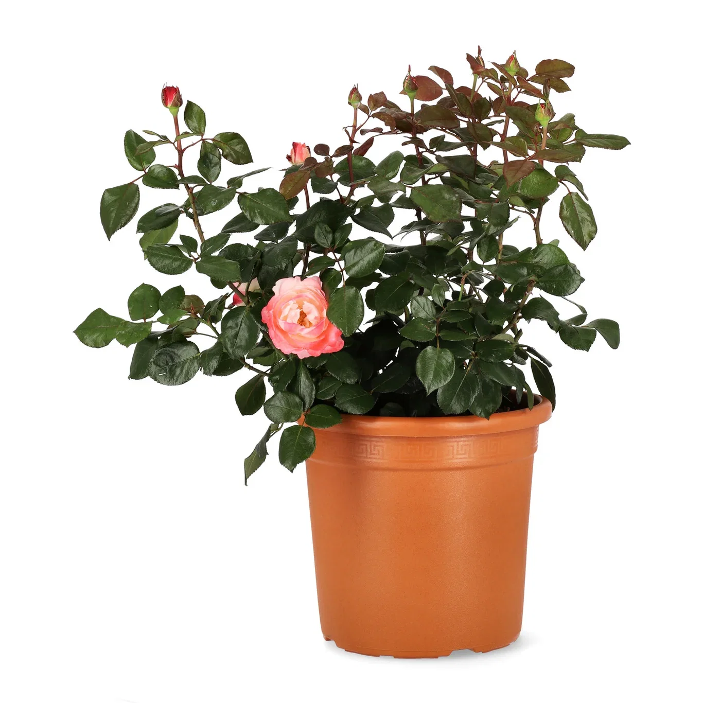 Storblommig ros NOSTALGIE