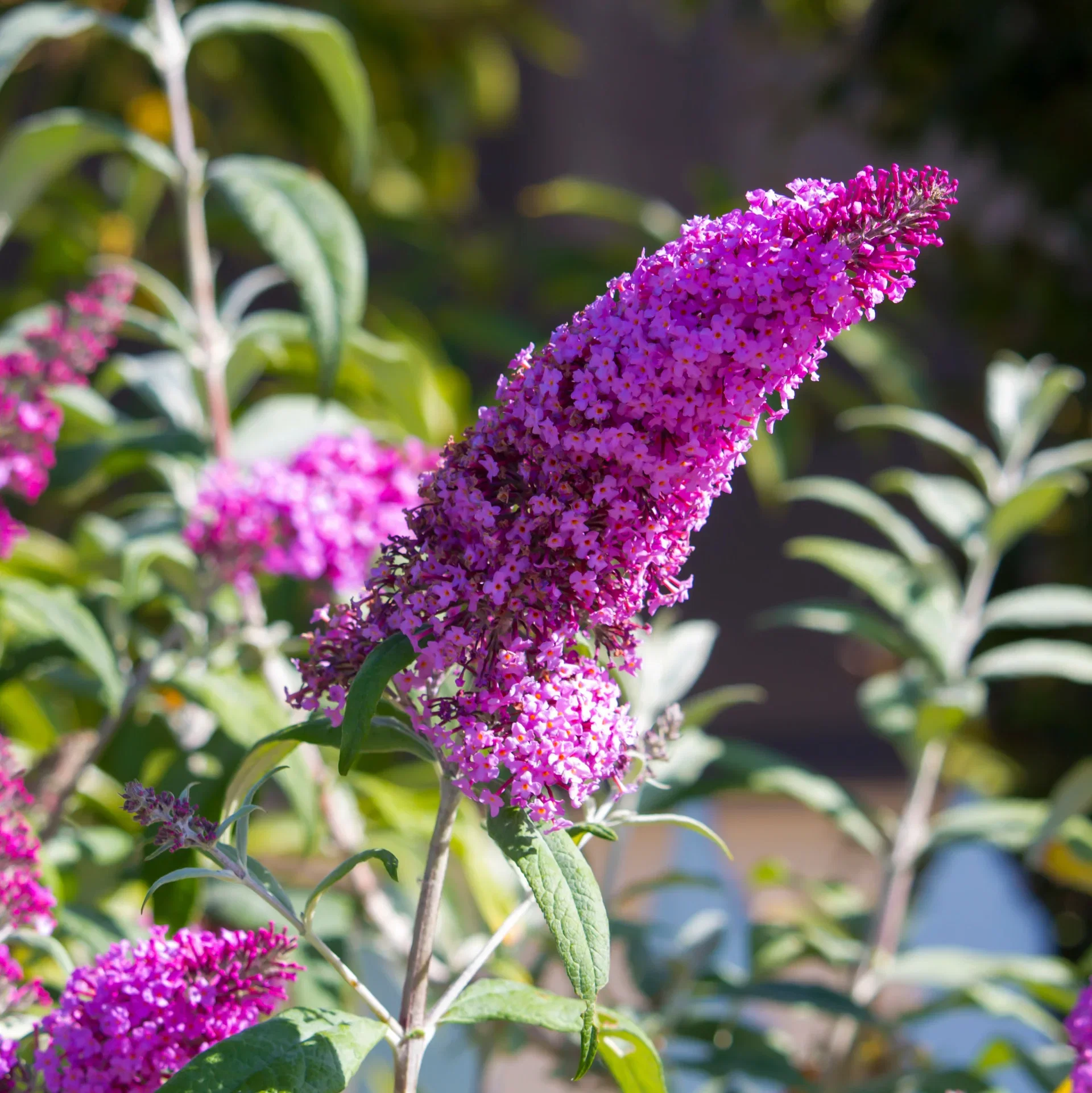 Syrenbuddleja BUZZ HOT RASPBERRY