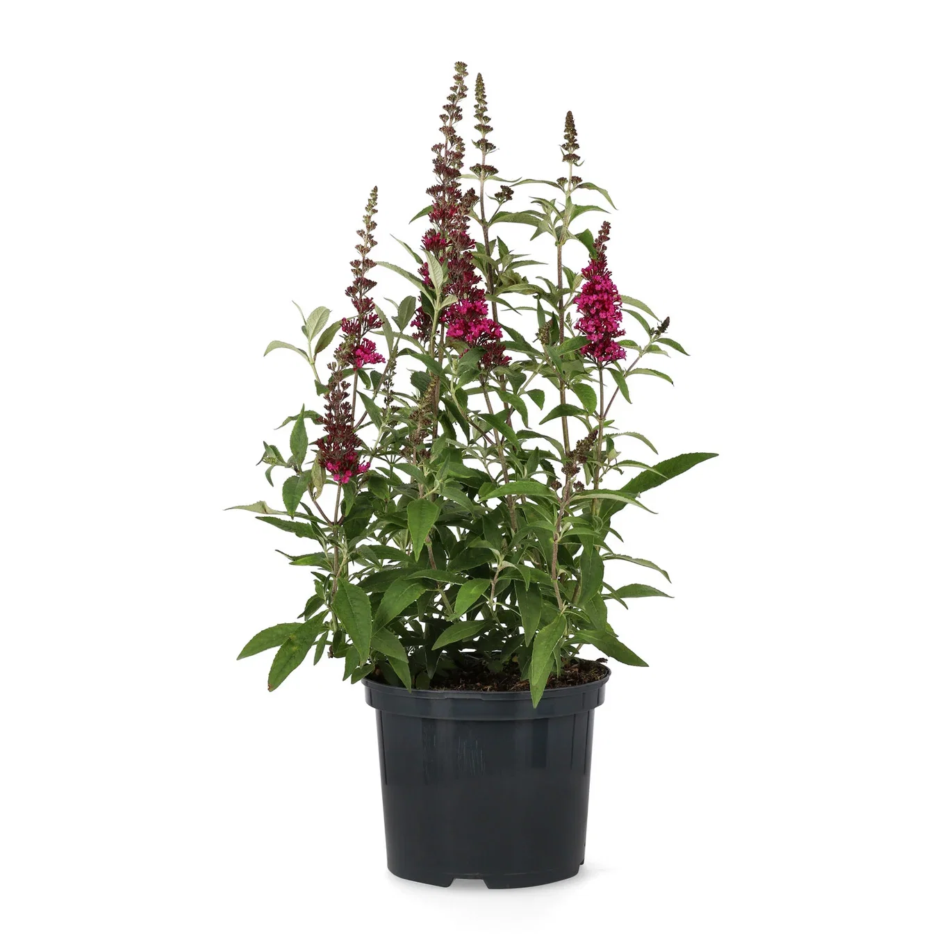 Syrenbuddleja BUZZ HOT RASPBERRY