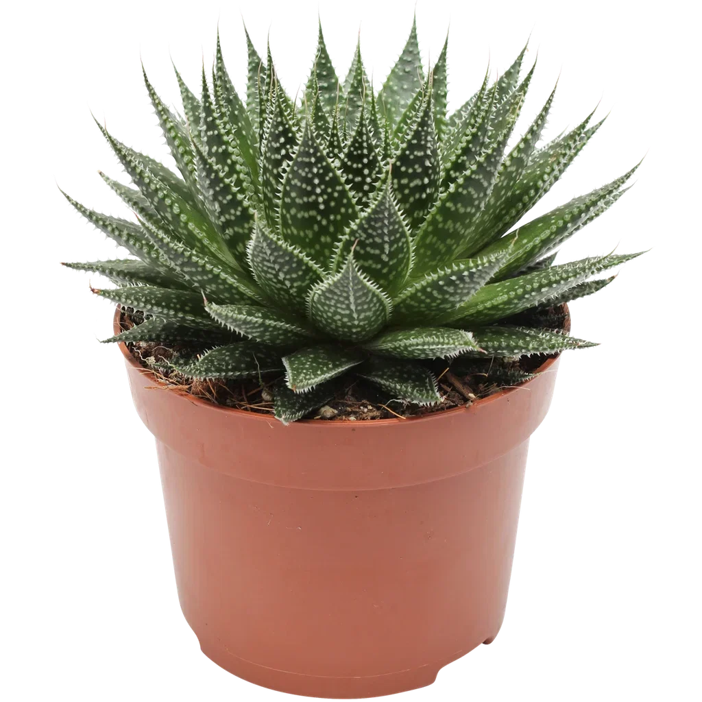 Borstaloe 'Magic'