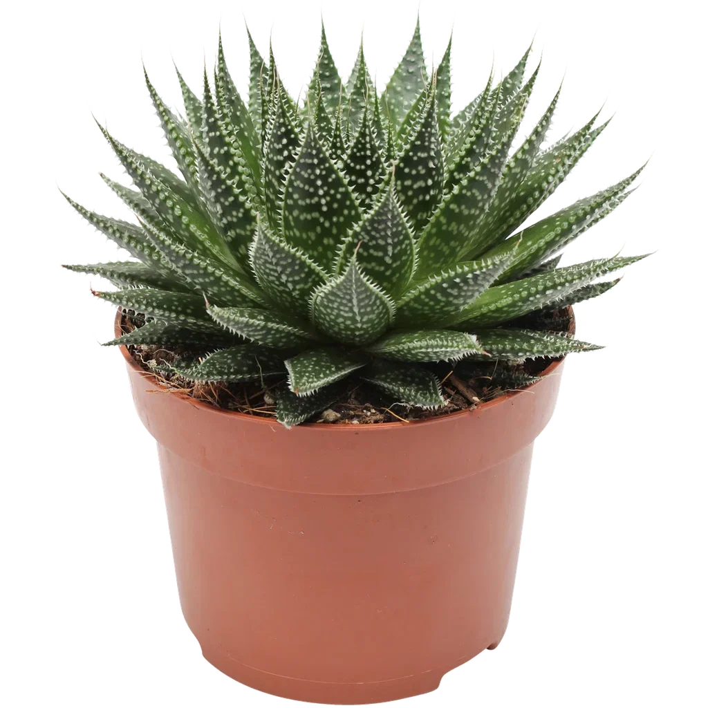 Borstaloe 'Magic'