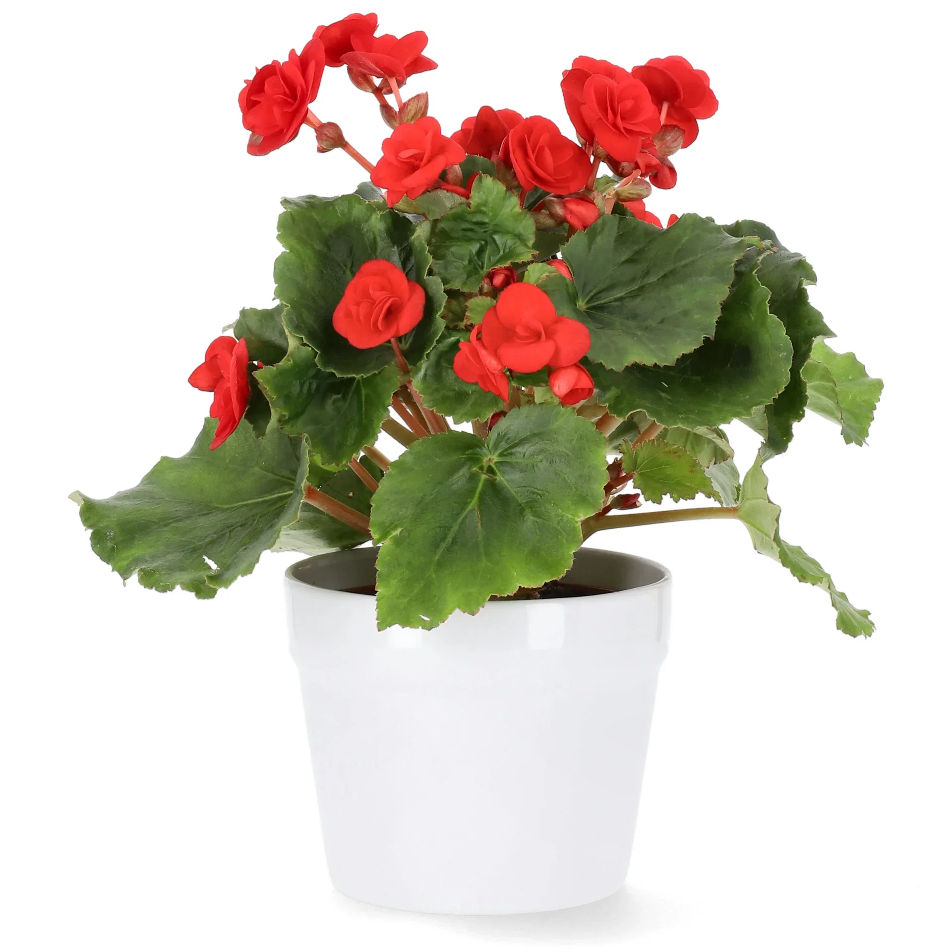 Begonia