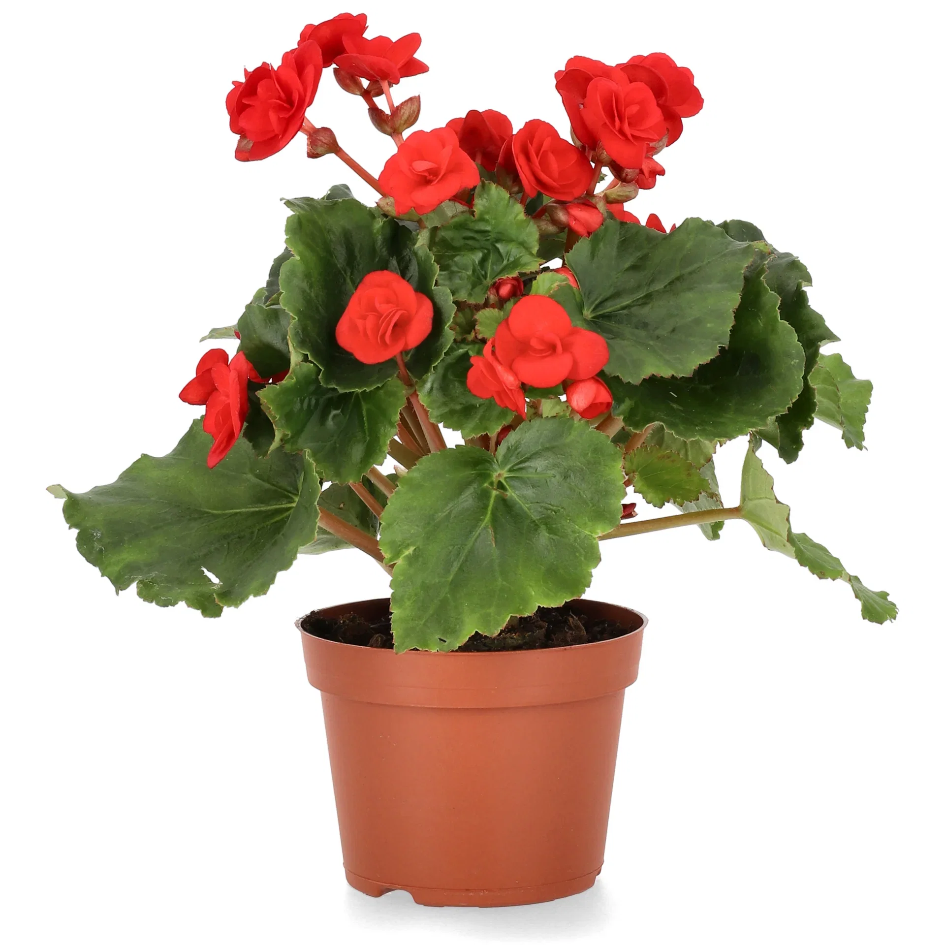 Begonia
