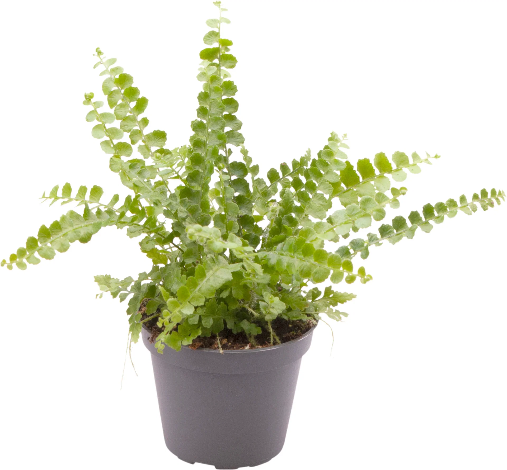 Spjutbräken 'Duffy' mini