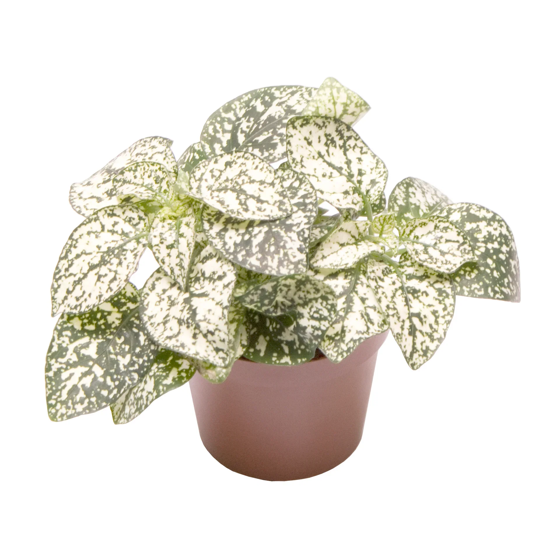 Rosenstänk 'White' mini