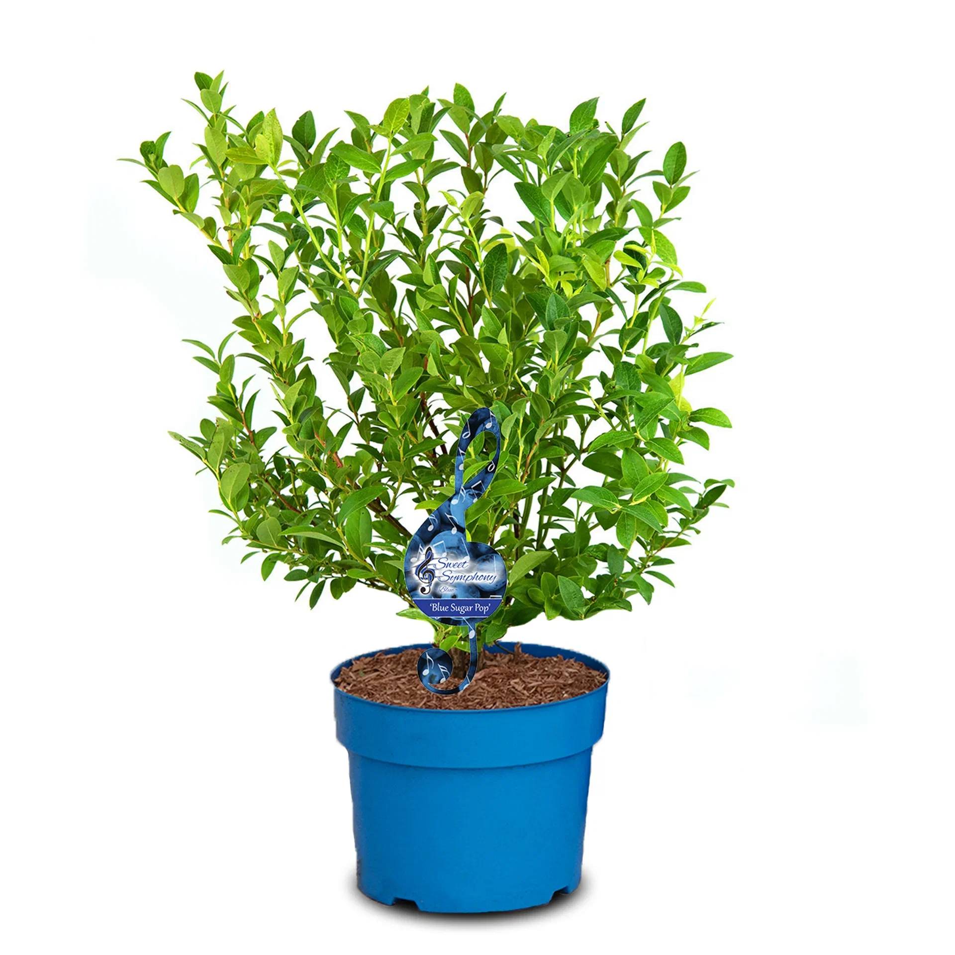 Hybridblåbär 'Blue Sugar Pop'
