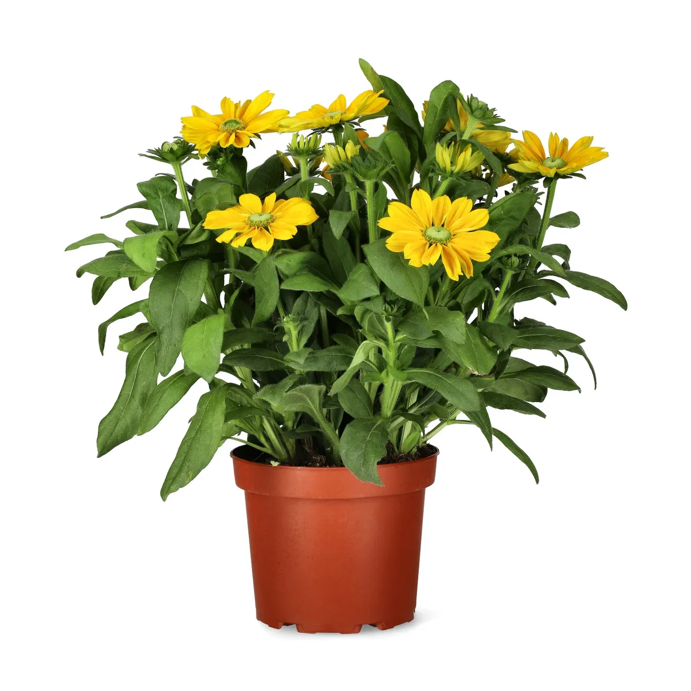 Sommarrudbeckia 'Sunbeckia'