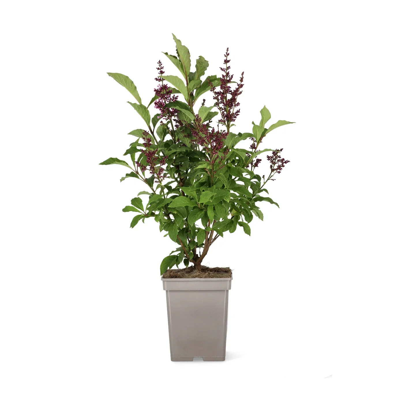 Prestonsyren 'Royalty'