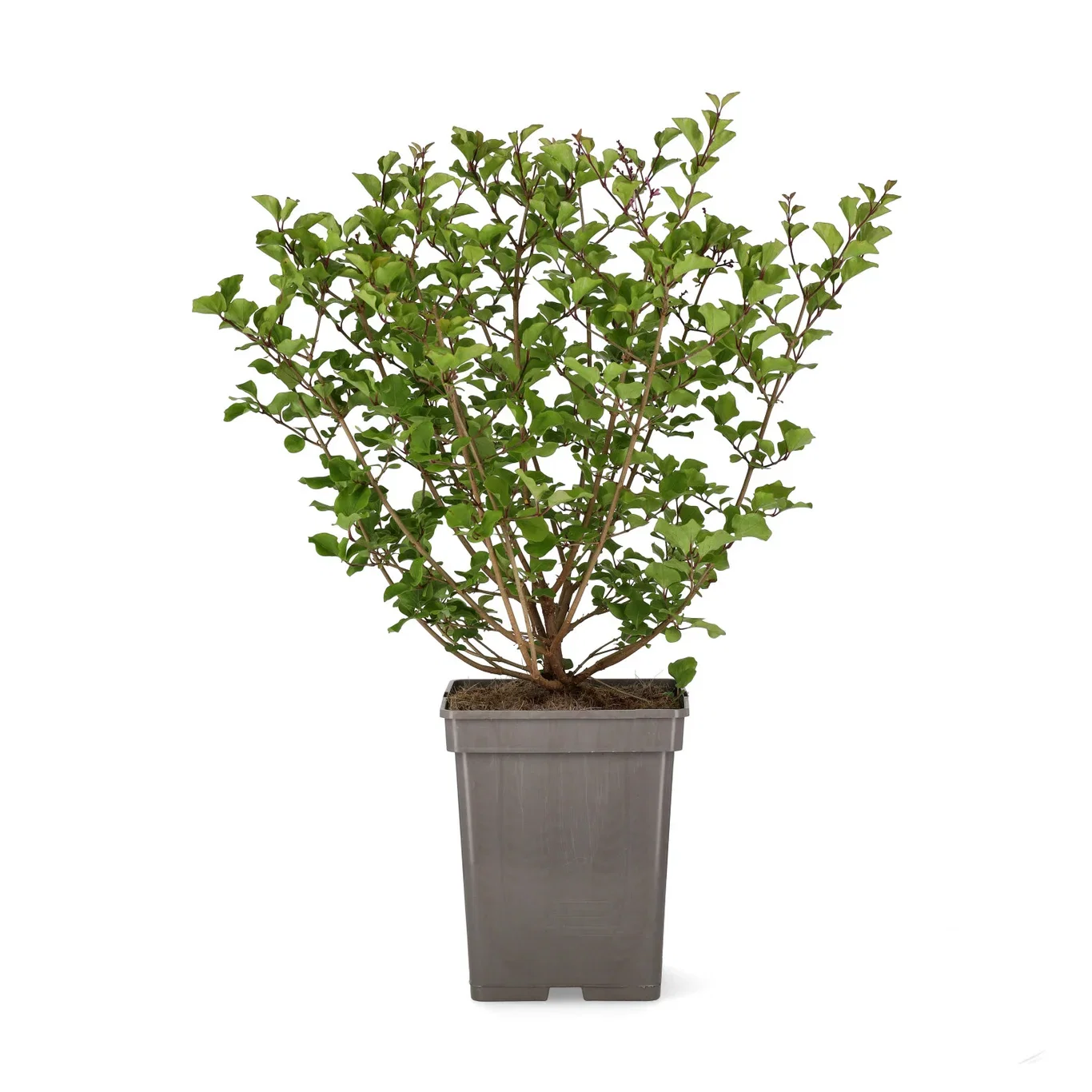 Dvärgsyren 'Palibin'