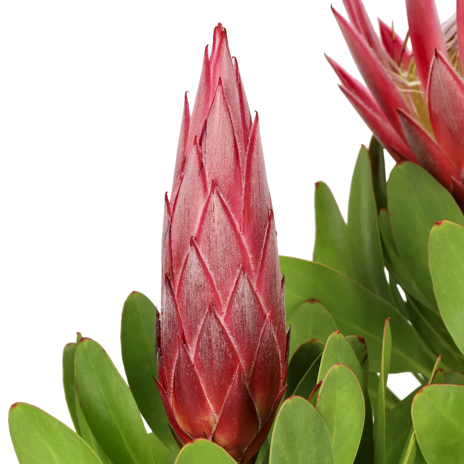 Protea 'Little Prince'