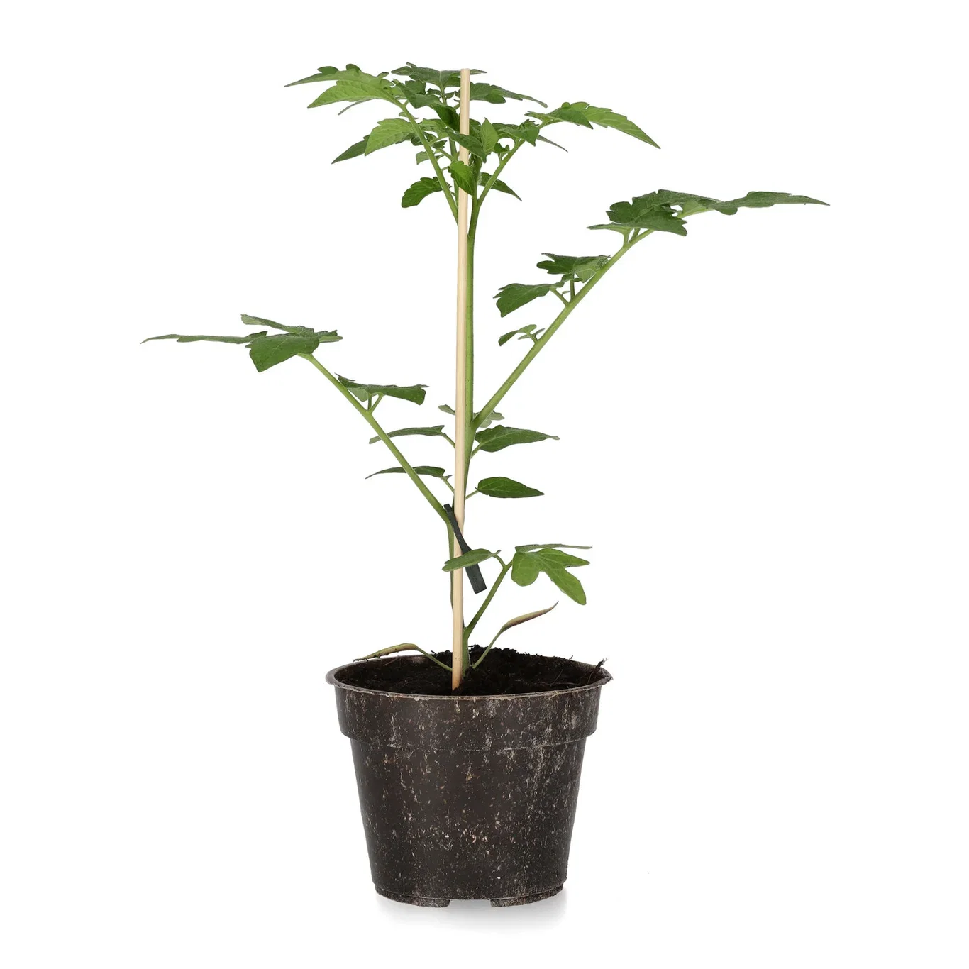 Körsbärstomat ‘Red Cherry’