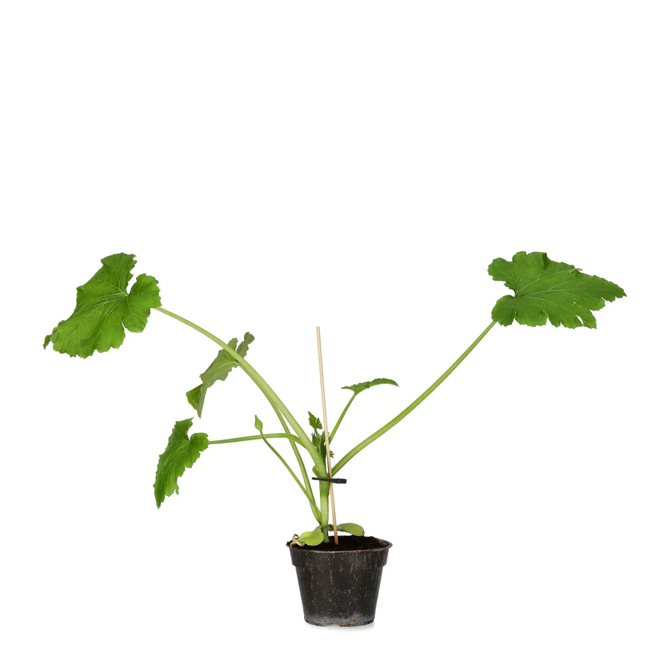 Sommarsquash 'Ladoga'