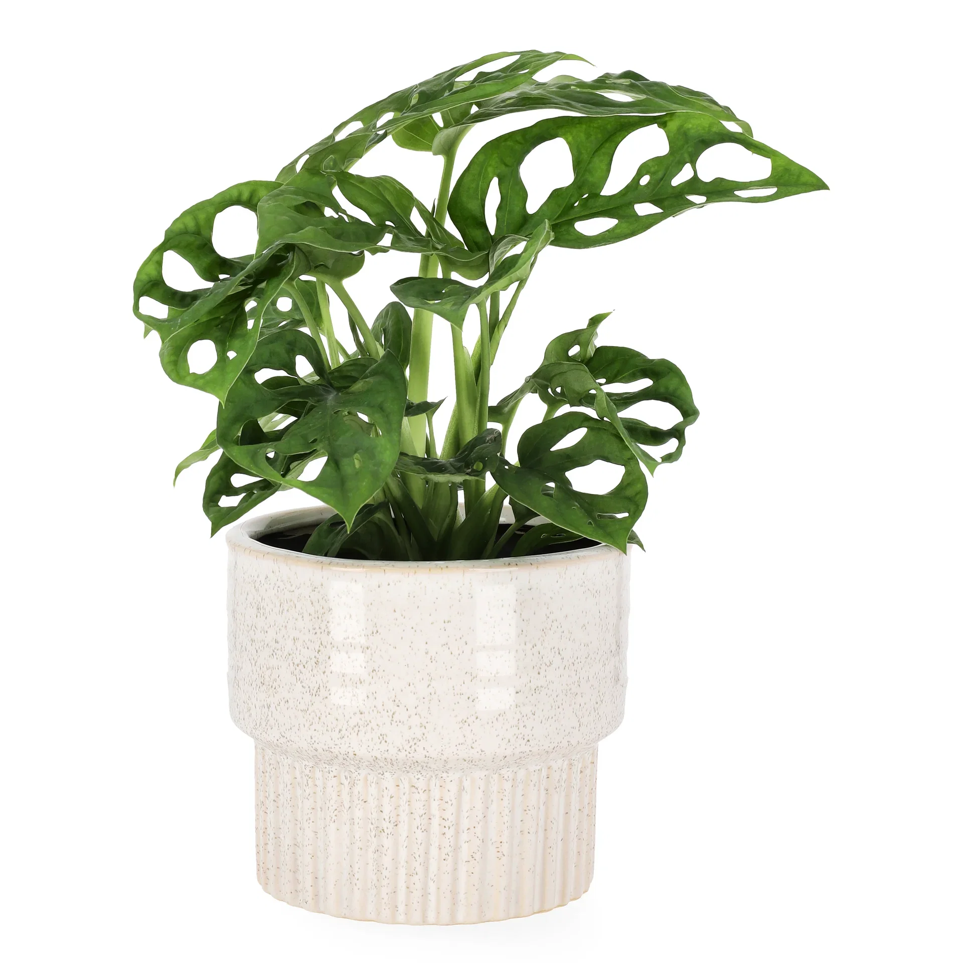 Liten monstera