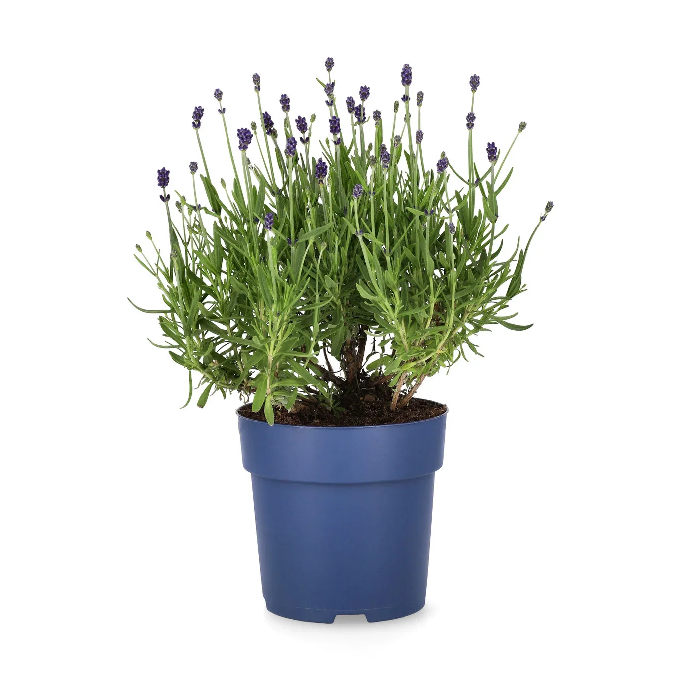 Lavendel 'Felice'