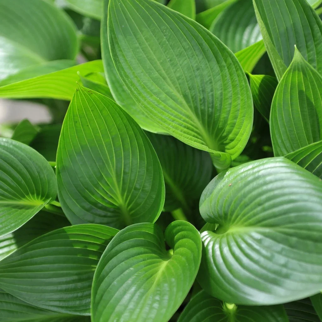 Blåfunkia 'Devon Green'