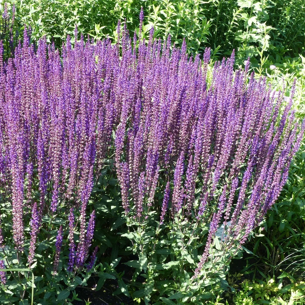 Stäppsalvia 'Caradonna'