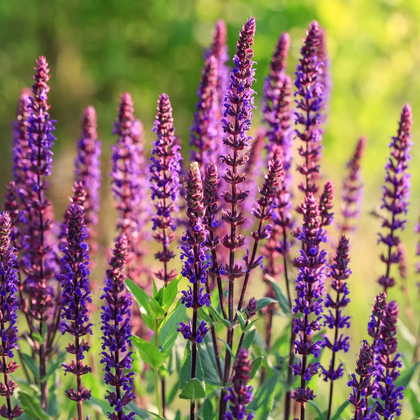 Stäppsalvia 'Caradonna'