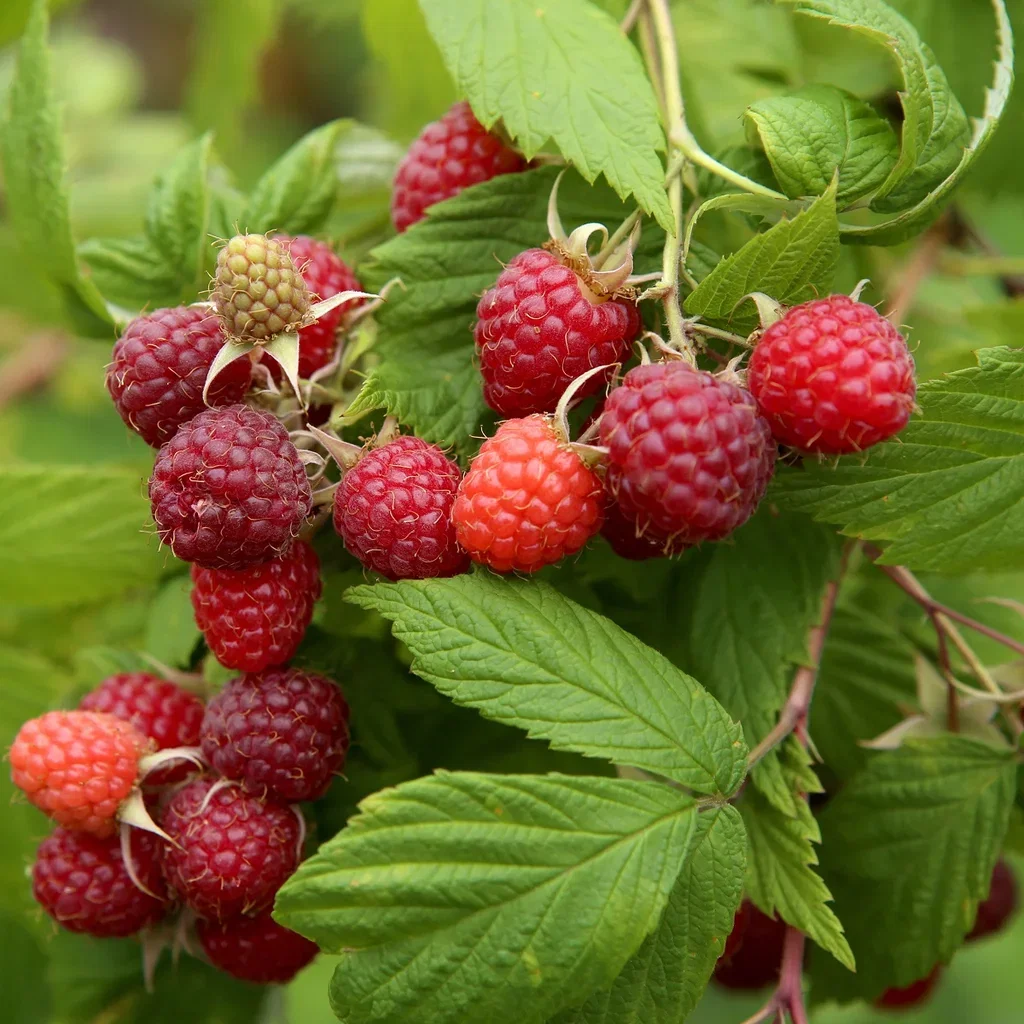 Trädgårdshallon MORMORSHALLON