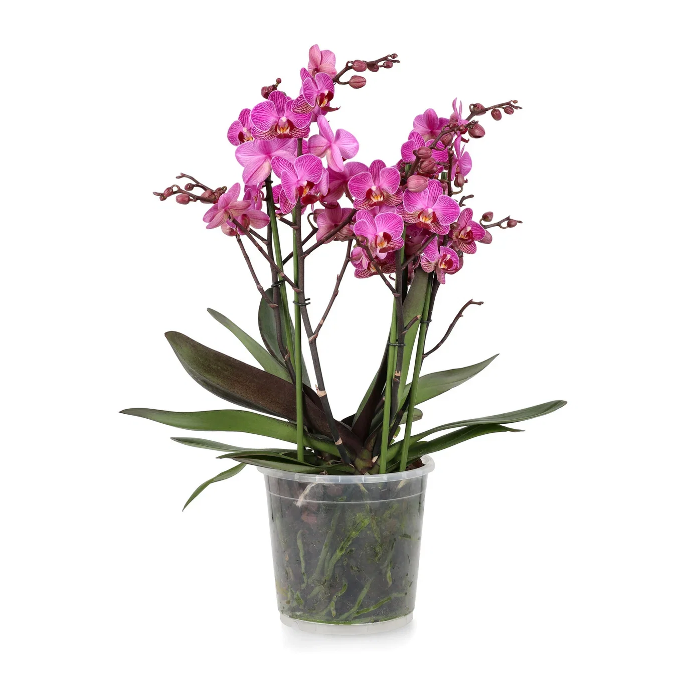 Brudorkidé 'Duetto Multi'