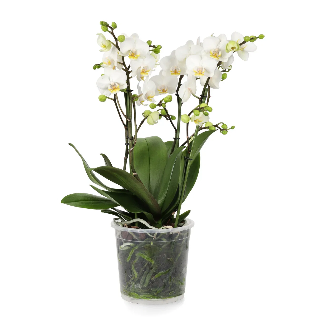 Brudorkidé 'Duetto Multi'