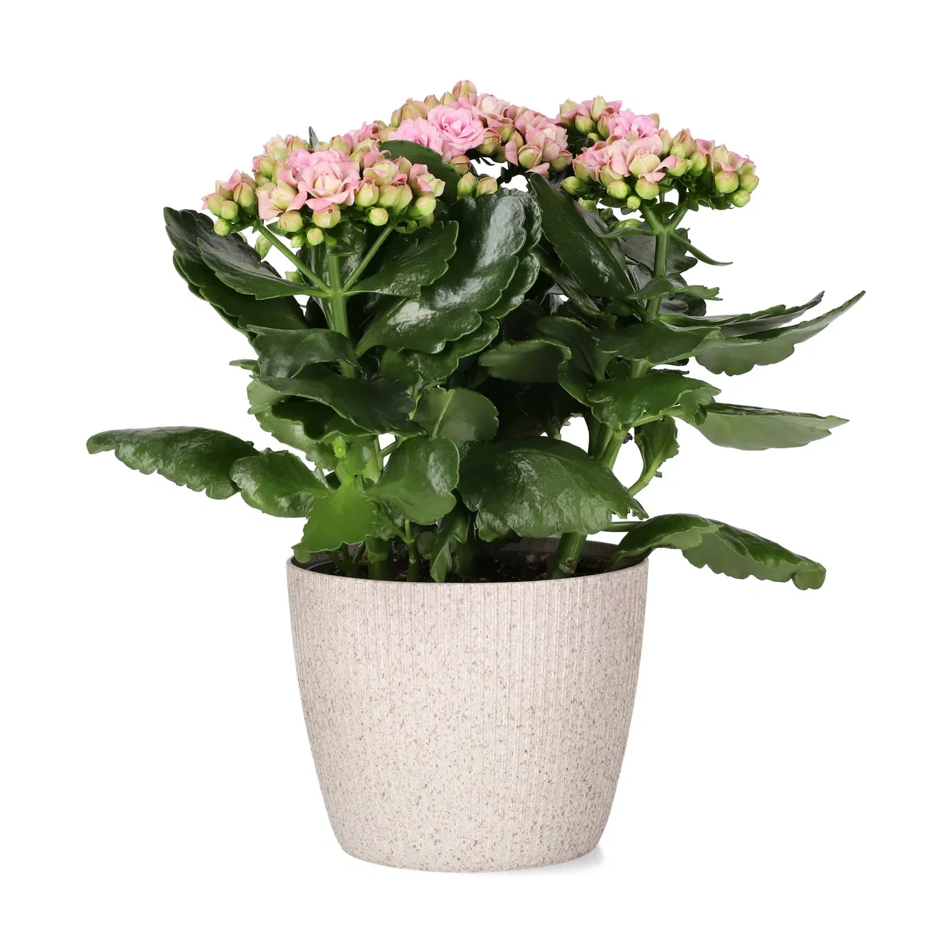 Kruka Lisse