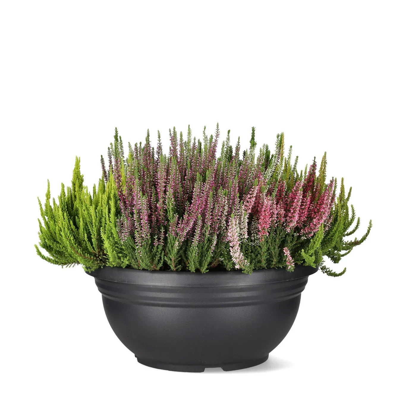 Ljung Beauty Ladies 'Mosaica'