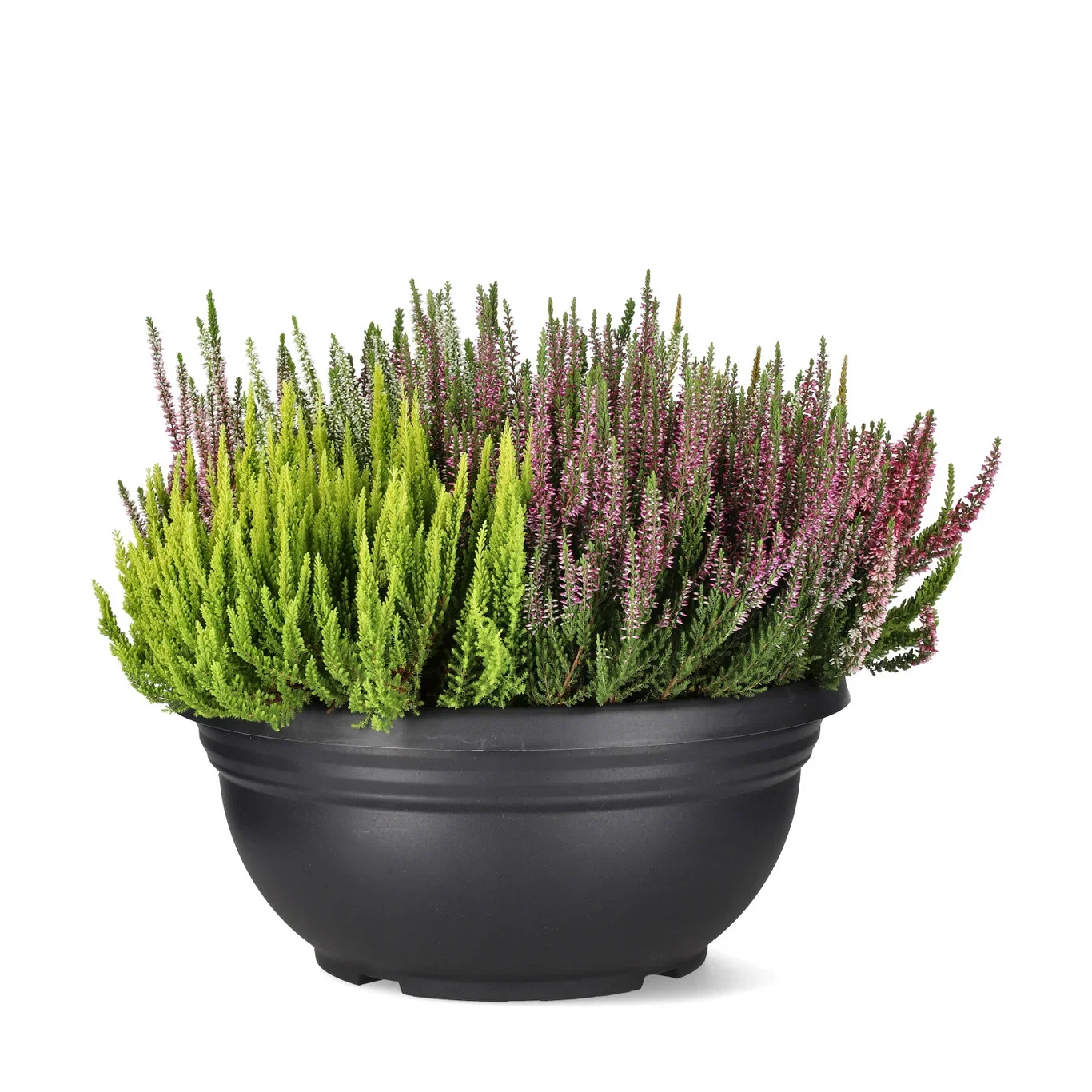 Ljung Beauty Ladies 'Mosaica'