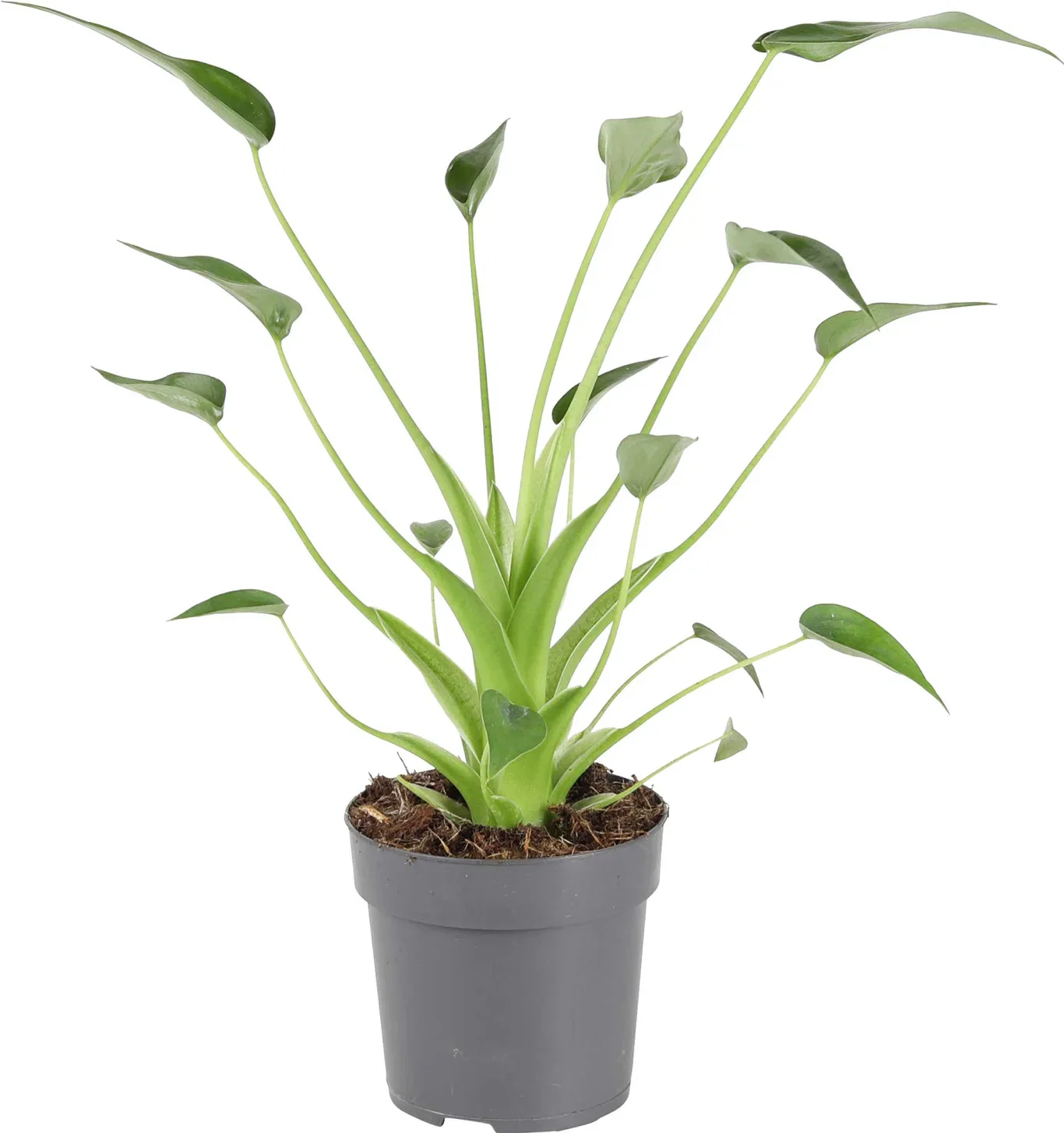 Alokasia 'Tiny Dancer'