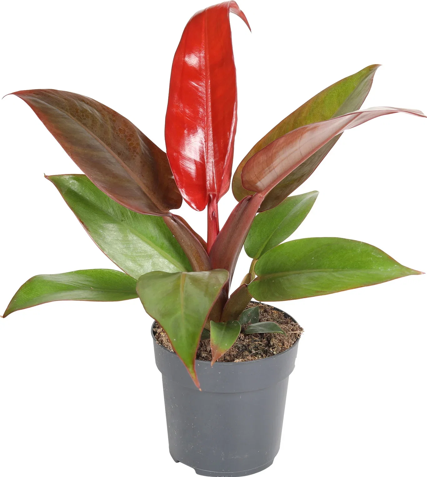 Filodendron 'Red Sun'