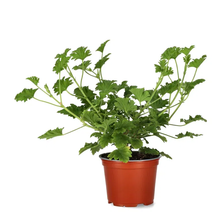 'Doftpelargon 'Grandeur Odorata Lemon'